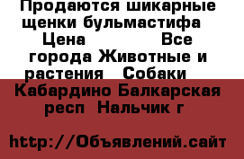 Продаются шикарные щенки бульмастифа › Цена ­ 45 000 - Все города Животные и растения » Собаки   . Кабардино-Балкарская респ.,Нальчик г.